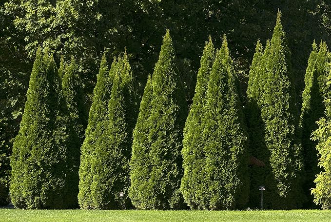 Live plant from Green Promise Farms Thuja occidentalis 'Smargd' Emerald Green Arborvitae Evergreen, 3 Size Container