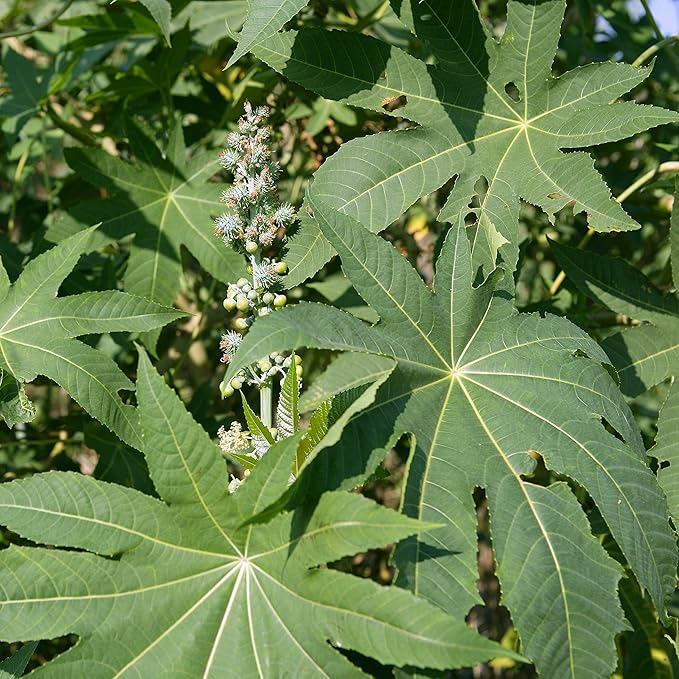 Outsidepride 50 Seeds Annual Ricinus Communis Castor Bean Zanzibariensis Flower Seeds for Planting