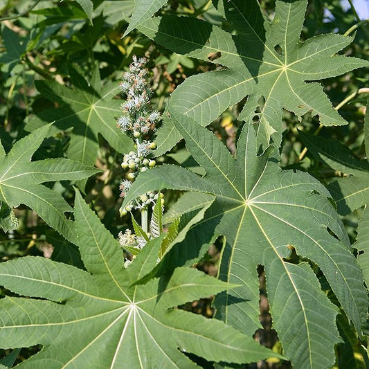 Outsidepride 50 Seeds Annual Ricinus Communis Castor Bean Zanzibariensis Flower Seeds for Planting